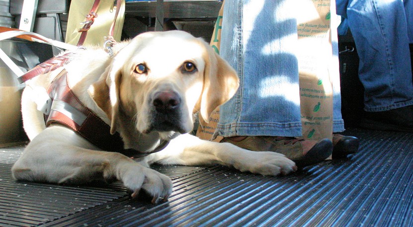 Bringing your Service Animal or Pet on PRT Vehicles